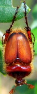 Pachypus candidae